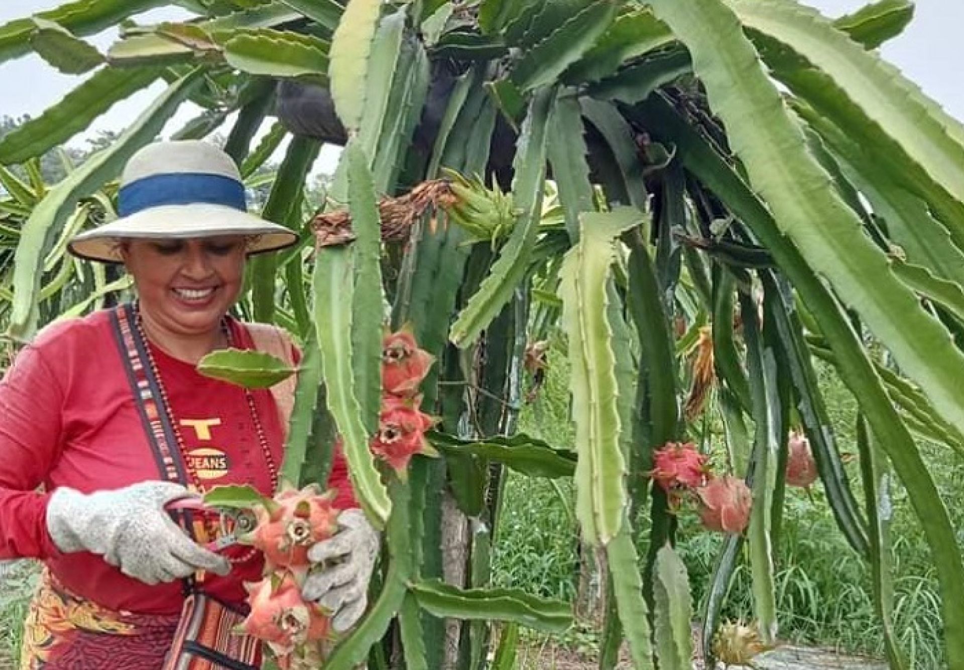 ड्रागन फ्रुट बेचेर वार्षिक १६ लाख बढी कमाउँछिन् तनहुँकी कल्पना 